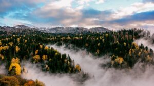 Borjomi National Park