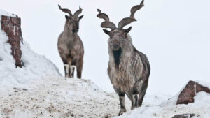 Hazarganji Chiltan National Park