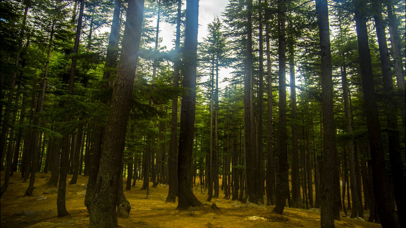 Kalam Plain Forest VisitSilkRoad